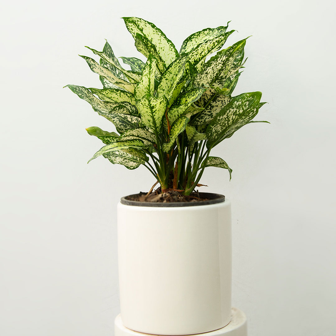 تصویر گلدان آگلونما برفی 